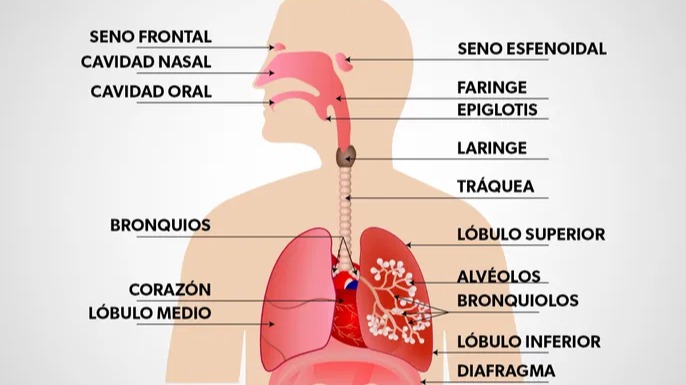 Imagen de la pregunta